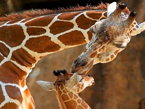 Giraffe and Calf  - Scene 18