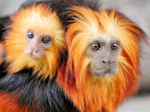 Golden-headed Lion Tamarin and Baby - Scene 23