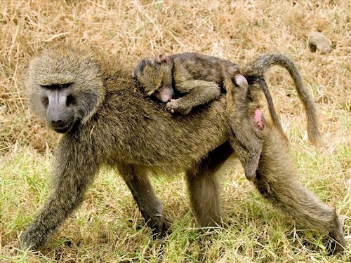 Baboon and Infant  - Scene 24