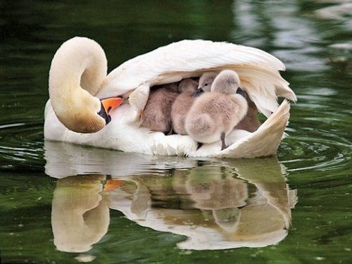 Swan and Cygnets  - Scene 26