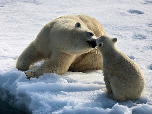 Polar Bear and Cub - Scene 32