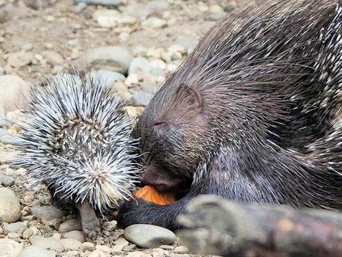 Porcupine and Porcupette  - Scene 47