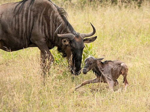 Wildebeest and Calf  - Scene 48