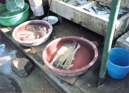 Fresh Fish Market in China