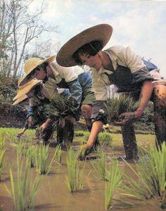 Planting Spring Rice Seedlings