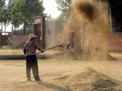 Winnowing Wheat