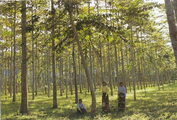 Experimental Forest in China