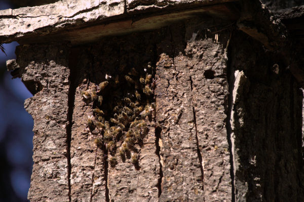 Bee Hive