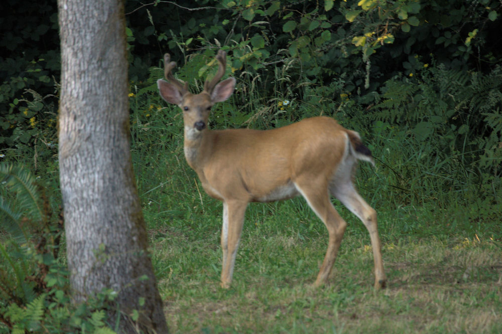 Three point buck