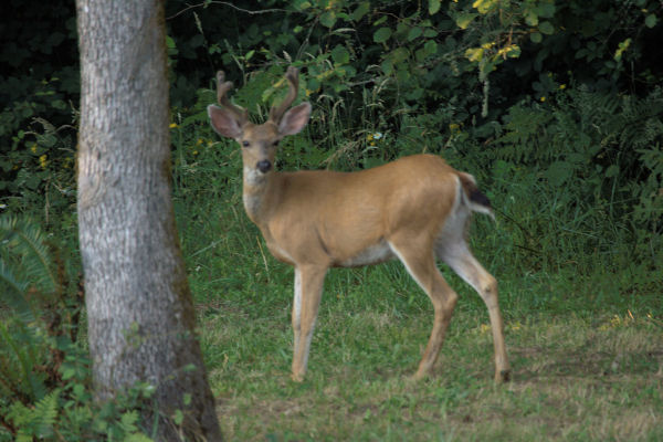 Three Point Buck