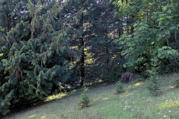 Looking East from the House