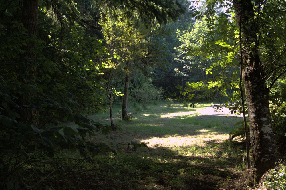 Meadow on East side of the House