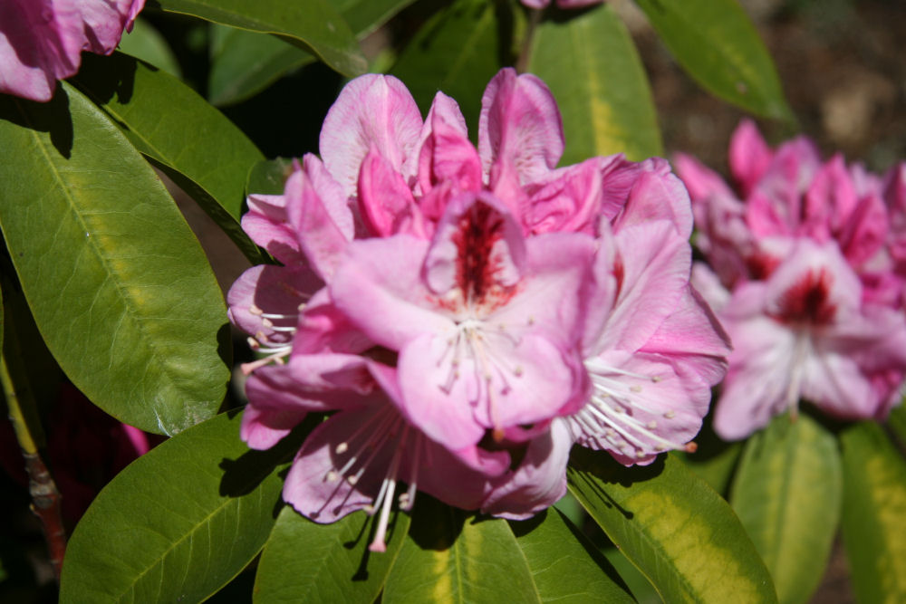 Rhododendron 1 at Our Pleasant Hill Home
