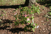 Rhododendron 3