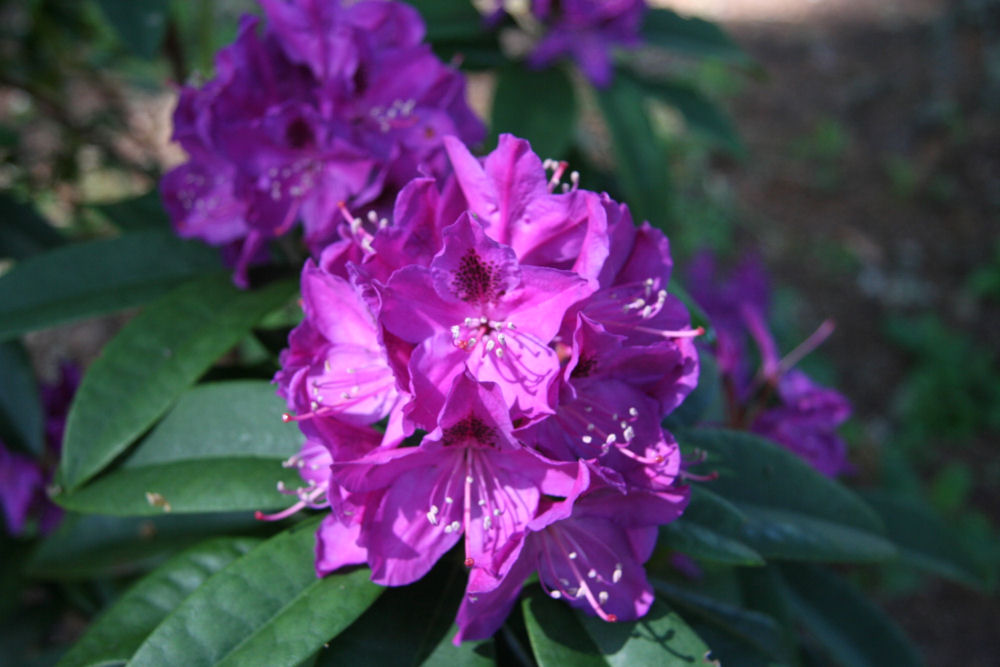 Rhododendron 03 at Our Pleasant Hill Home