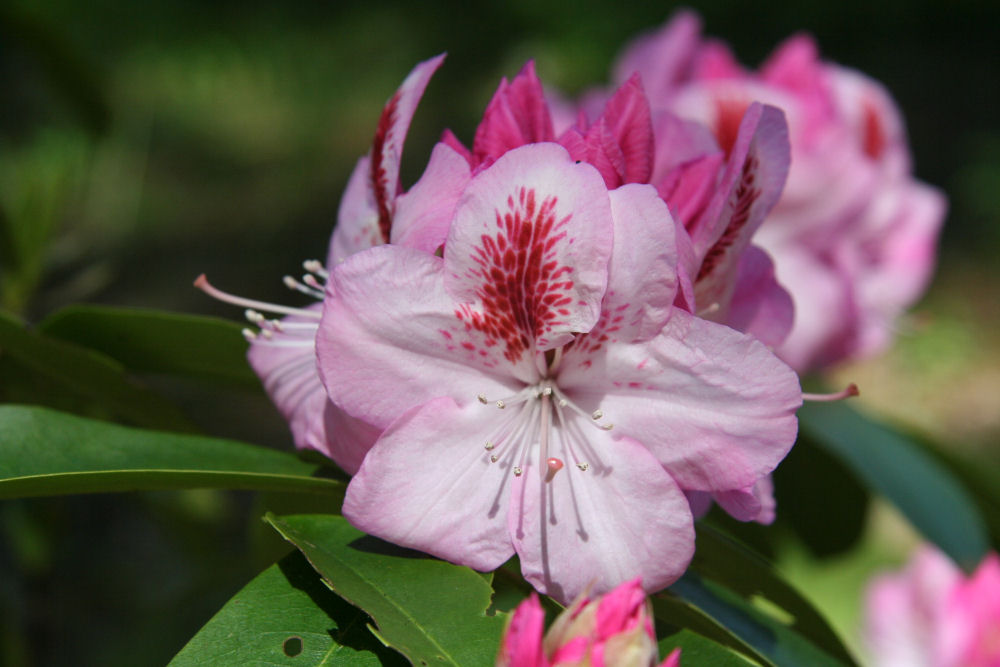 Rhododendron 5 at Our Pleasant Hill Home