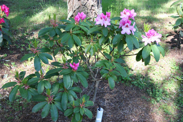 Rhododendron 5
