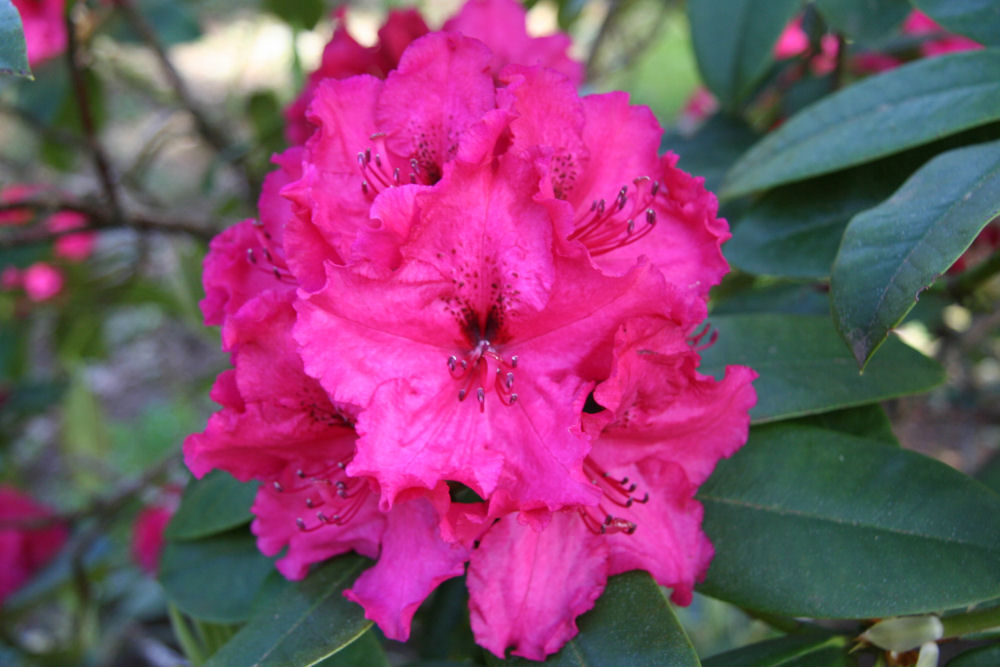 Rhododendron 6 at Our Pleasant Hill Home