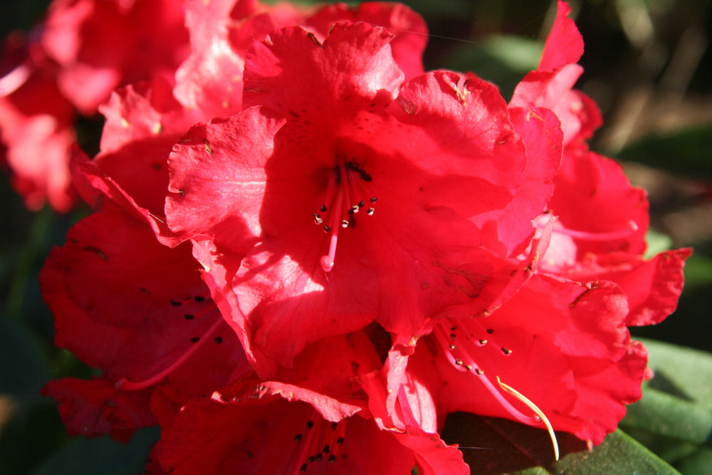 Rhododendron 7 at Our Pleasant Hill Home