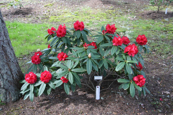 Rhododendron 7