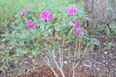 Rhododendron 8