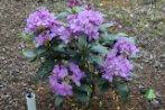 Rhododendron 09