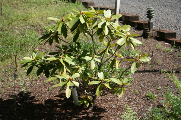 Rhododendron 9