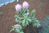 Rhododendron 10
