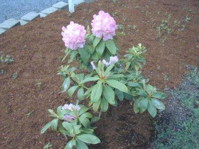 Rhododendron 10