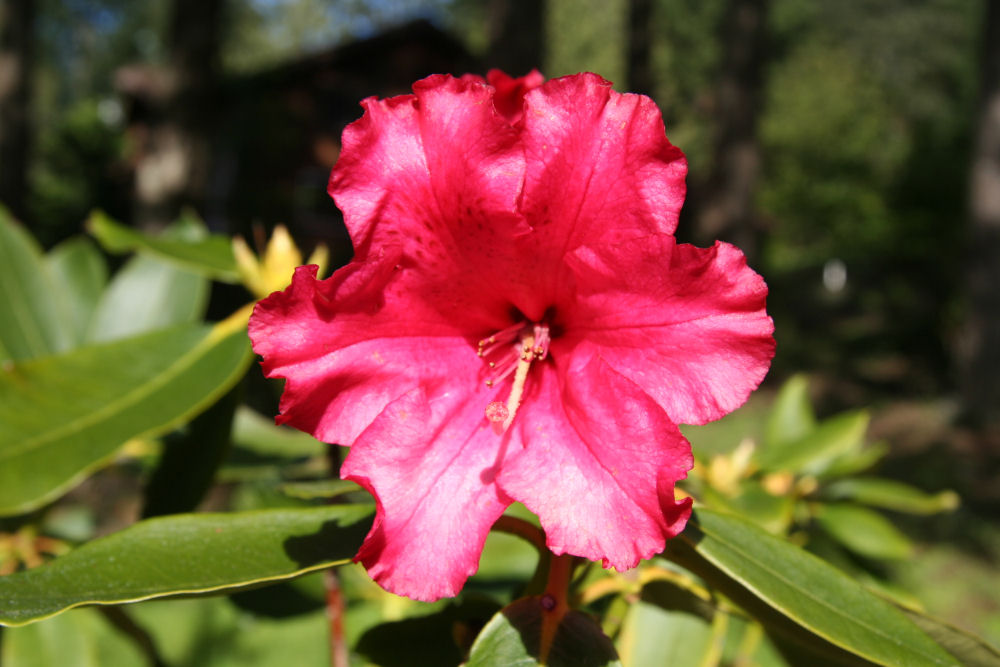 Rhododendron 11 at Our Pleasant Hill Home