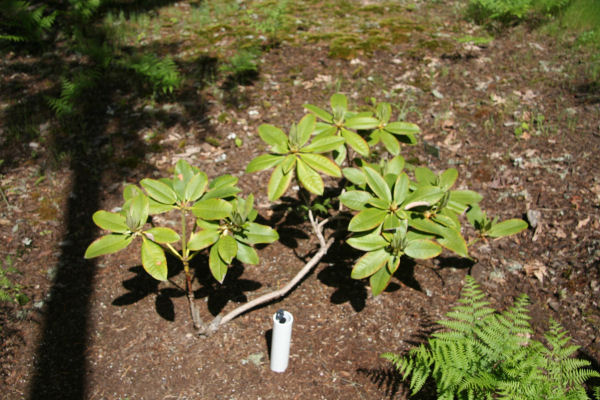 Rhododendron 12