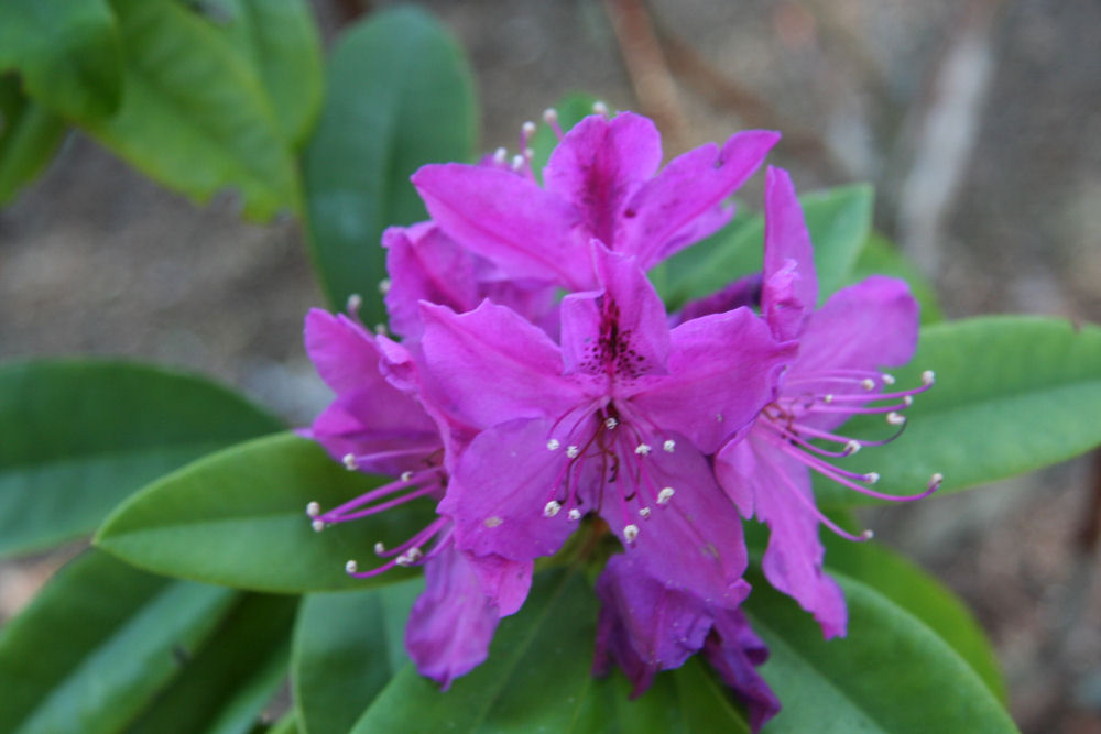Rhododendron 13 at Our Pleasant Hill Home