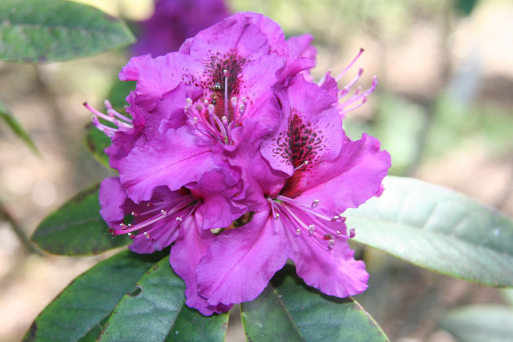 Rhododendron 14 at Our Pleasant Hill Home