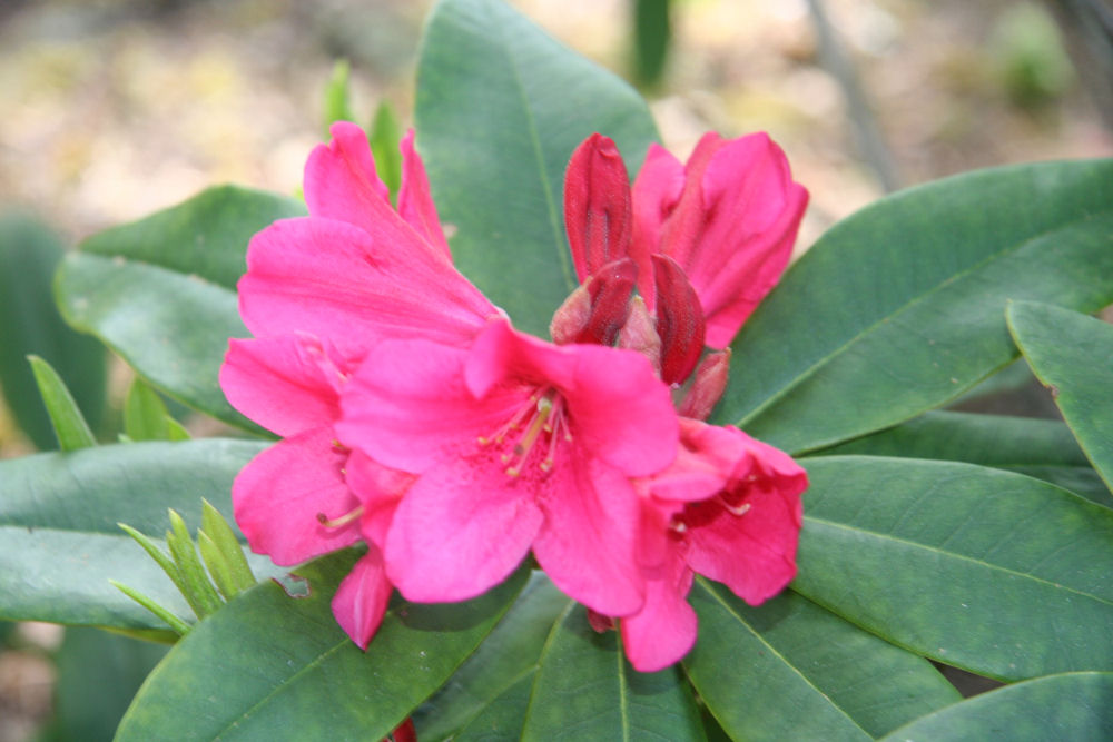 Rhododendron 15 at Our Pleasant Hill Home