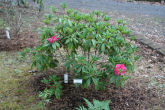 Rhododendron 15