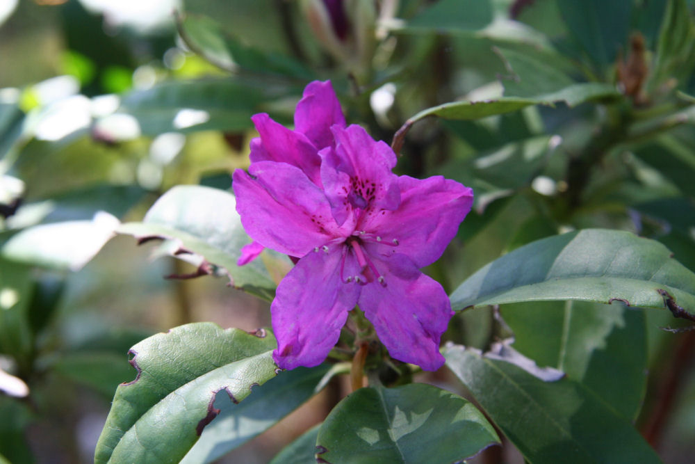 Rhododendron 16 at Our Pleasant Hill Home