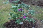 Rhododendron 16