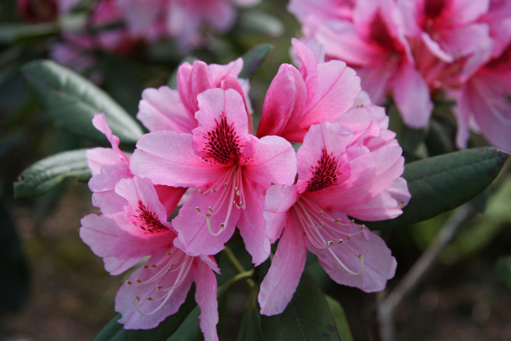 Rhododendron 17 at Our Pleasant Hill Home