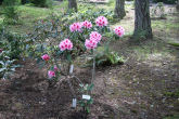 Rhododendron 17