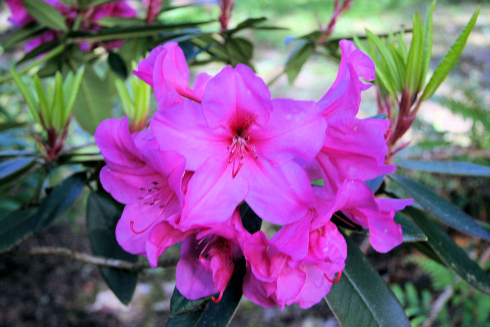 Rhododendron 18 at Our Pleasant Hill Home