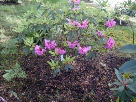 Rhododendron 18