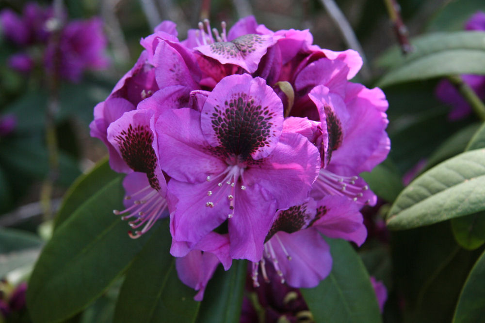 Rhododendron 20 at Our Pleasant Hill Home