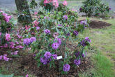 Rhododendron 19