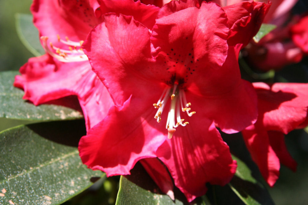 Rhododendron 20 at Our Pleasant Hill Home