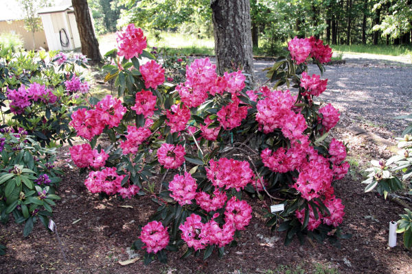 Rhododendron 20