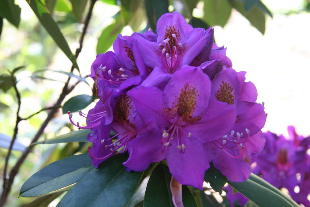 Rhododendron 21 at Our Pleasant Hill Home