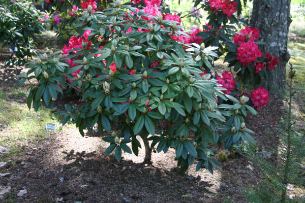 Rhododendron 21