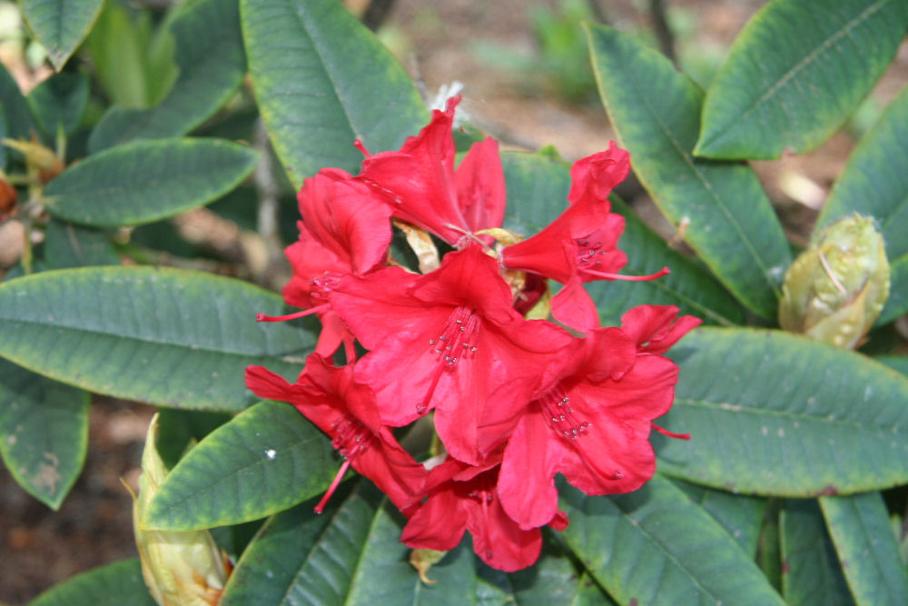 Rhododendron 22 at Our Pleasant Hill Home