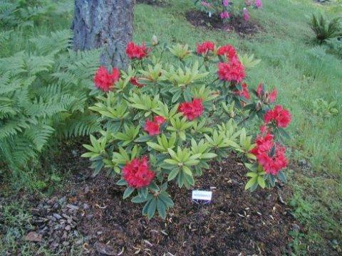Rhododendron 22