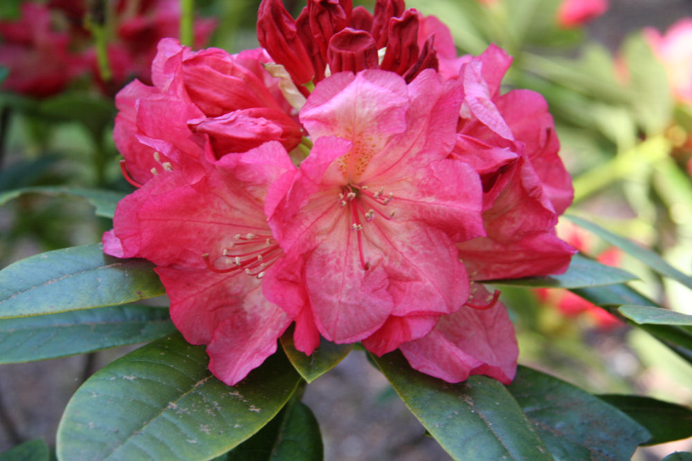 Rhododendron 23 at Our Pleasant Hill Home